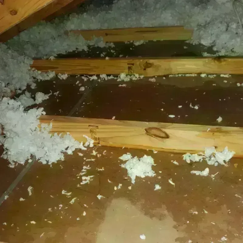 Attic Water Damage in Citrus Park, FL