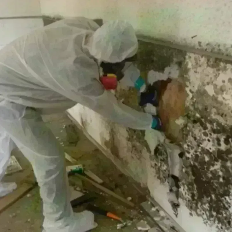 Mold Remediation and Removal in Citrus Park, FL