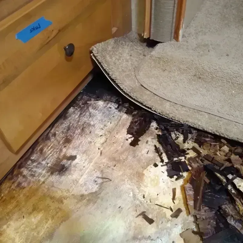 Best Wood Floor Water Damage Service in Citrus Park, FL